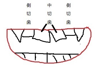 歯.jpg